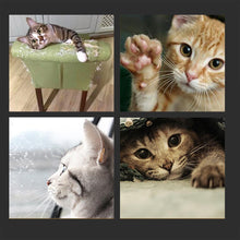 Load image into Gallery viewer, Magic Organ Cat Scratching Board